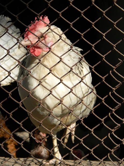 文班亞馬 文班亞馬